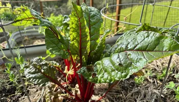 Swiss Chard photo Jean Christofferson