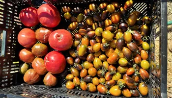 tomatoes College of Marin Indian Valley Organic Farm & Garden photo Jean Christofferson
