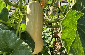 Winter Squash on the vine, Marin Edible Demonstration Garden photo Marty Nelson