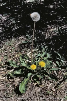 Dandelions may indicate low calcium in your soil. Jack Kelly Clark, UC IPM