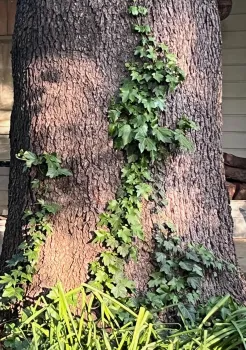 English ivy respects no boundaries. J.C. Lawrence