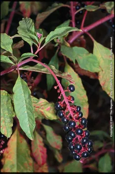 Pokeweed berries are highly poisonous to humans and animals. Joseph DiTomaso, UC Regents