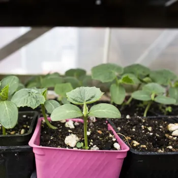 Seed tray of young plants