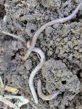 A mass of worms in the compost pile, doing their job. Jeanette Alosi