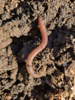 Redworm. Jeanette Alosi