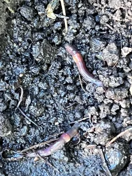Redworms in garden soil. J.C. Lawrence