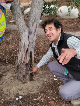 Akif Eskalen points to the diseased base of a tree
