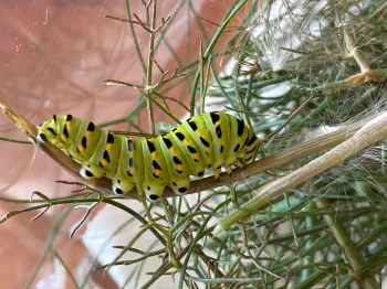 Anise Swallowtail caterpillar