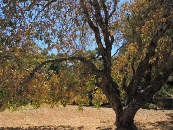 CA buckeye in field