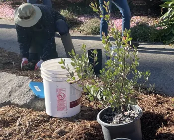 Plant California native plants in fall