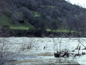 Gardening information for after a flood