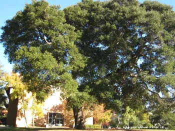 Gardening recommendations in an age of climate change