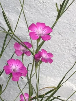 pink flowers with a white center, 5 petals