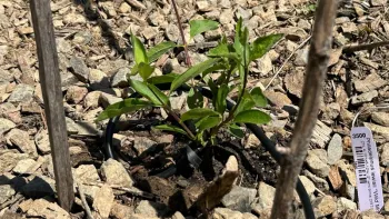 Drip irrigation at plant's soil level