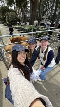 Three girls with highland cows