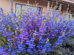 Penstemon heterophyllus