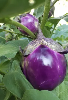 purple eggplants