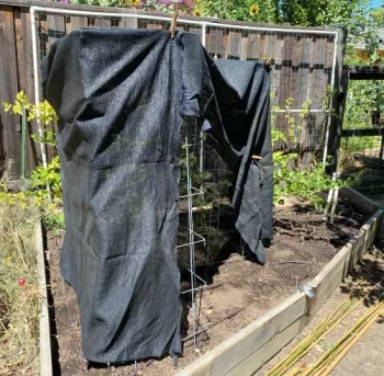 black shade cloth covers tomato plant to protect