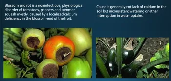 blackened end of a tomato