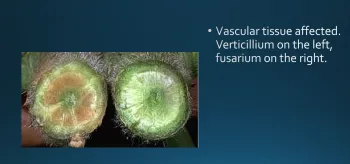 Verticillium and fusarium wilt in a stem