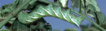 tomato hornworm