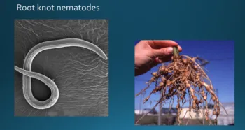 microscopic nematode and the damage to roots