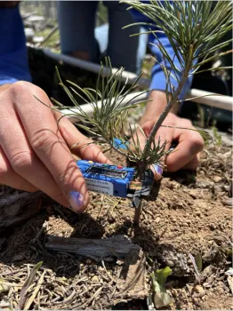 A small ponderosa pine is being measured.