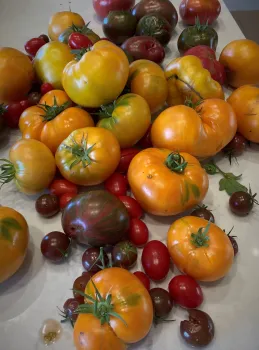 Tomato varieties