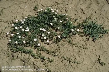 Field bindweed in flower