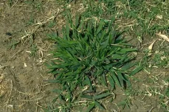 Smooth crabgrass growing in a clump