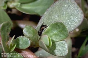 close up view of purslane with an insect