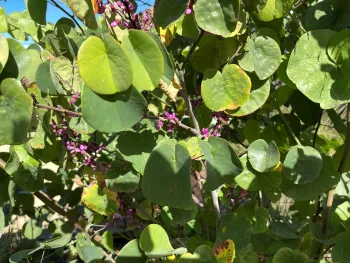 Western redbud bushes