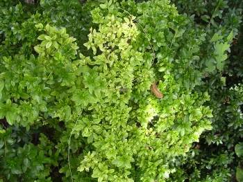 Chlorosis on young azalea leaves