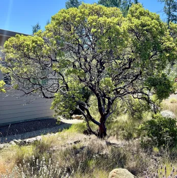 How to garden in a drought and pick what plants to save