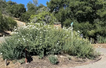 Gardening in a drought