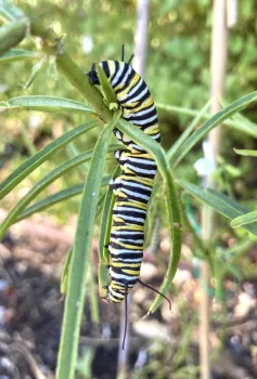 monarch caterpillar