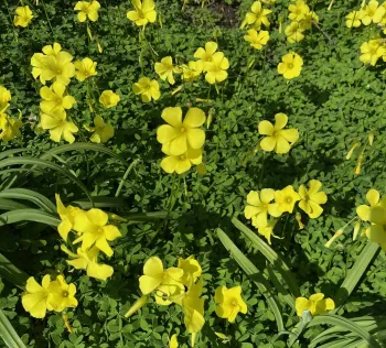 Close-up of Bermuda buttercup flowers and foliage.