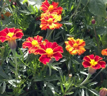 plant edible flowers for a pop of color