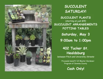 Succulent sale May 3 2025 in Healdsburg