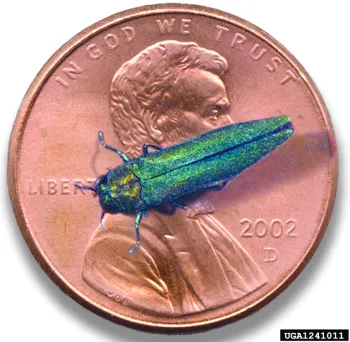 An adult emerald ash borer beetle on top of a penny for scale.