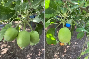 Photo of a cluster of three apples and the same branch thinned to one apple.