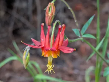 Attractive plants for under oaks