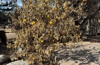 A scorched fruit tree indicates exposure to heat and potentially harmful particulate matter. Photo: Yana Valachovic