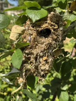 Photo of a bushtit's nest.