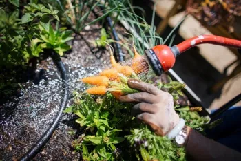 Pre-wash vegetables affected by wildfire smoke after harvesting outdoors.