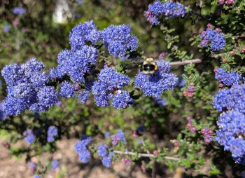 What to plant under oaks