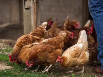 Chickens feeding in their coop.