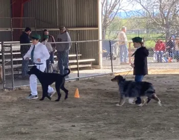 Fur and Feathers Dog Show