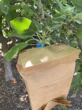 Photo of a bag placed over the apple and stapled at the bottom.