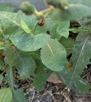 Happily relocated lady beetles.